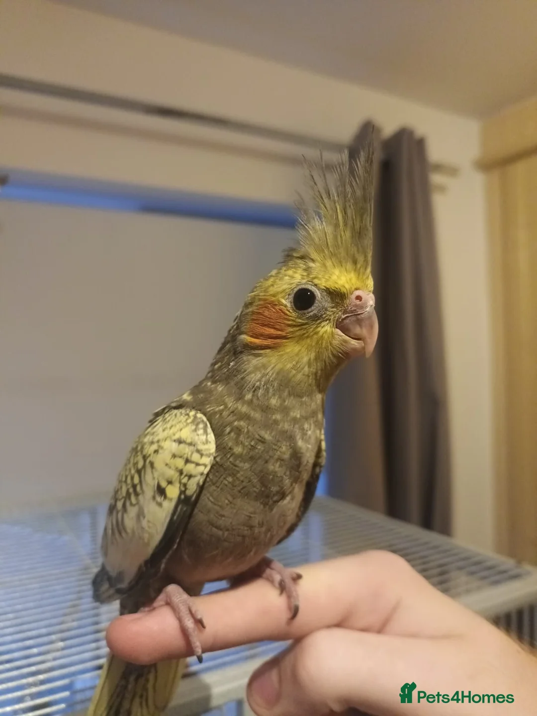Cockatiels birds for sale: Cockatiel - Hand Tamed Baby - Ready Now - Advert 1