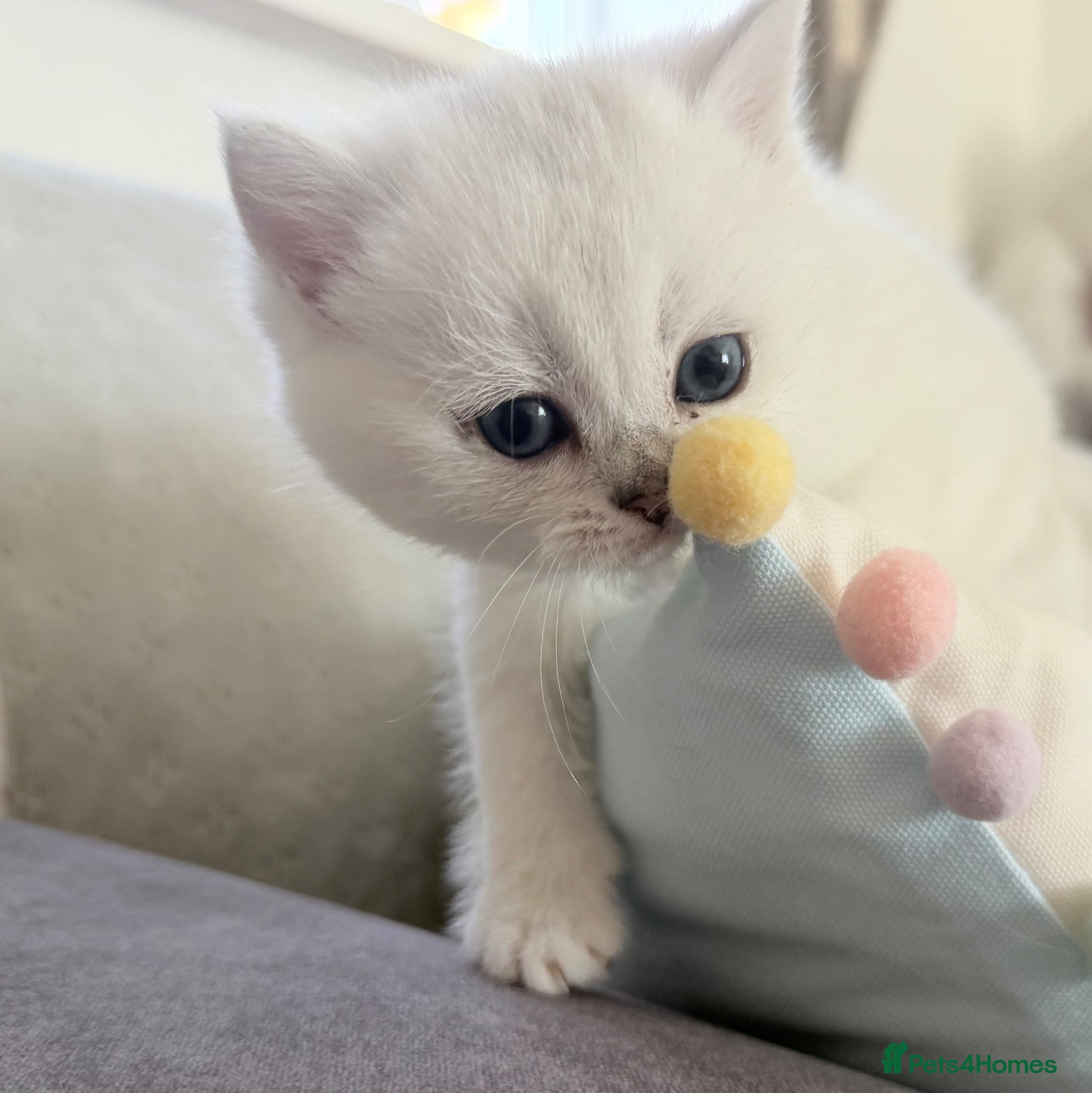 British Shorthair cats British Shorthair Chinchilla (Silver Shaded) boy  - Advert 2