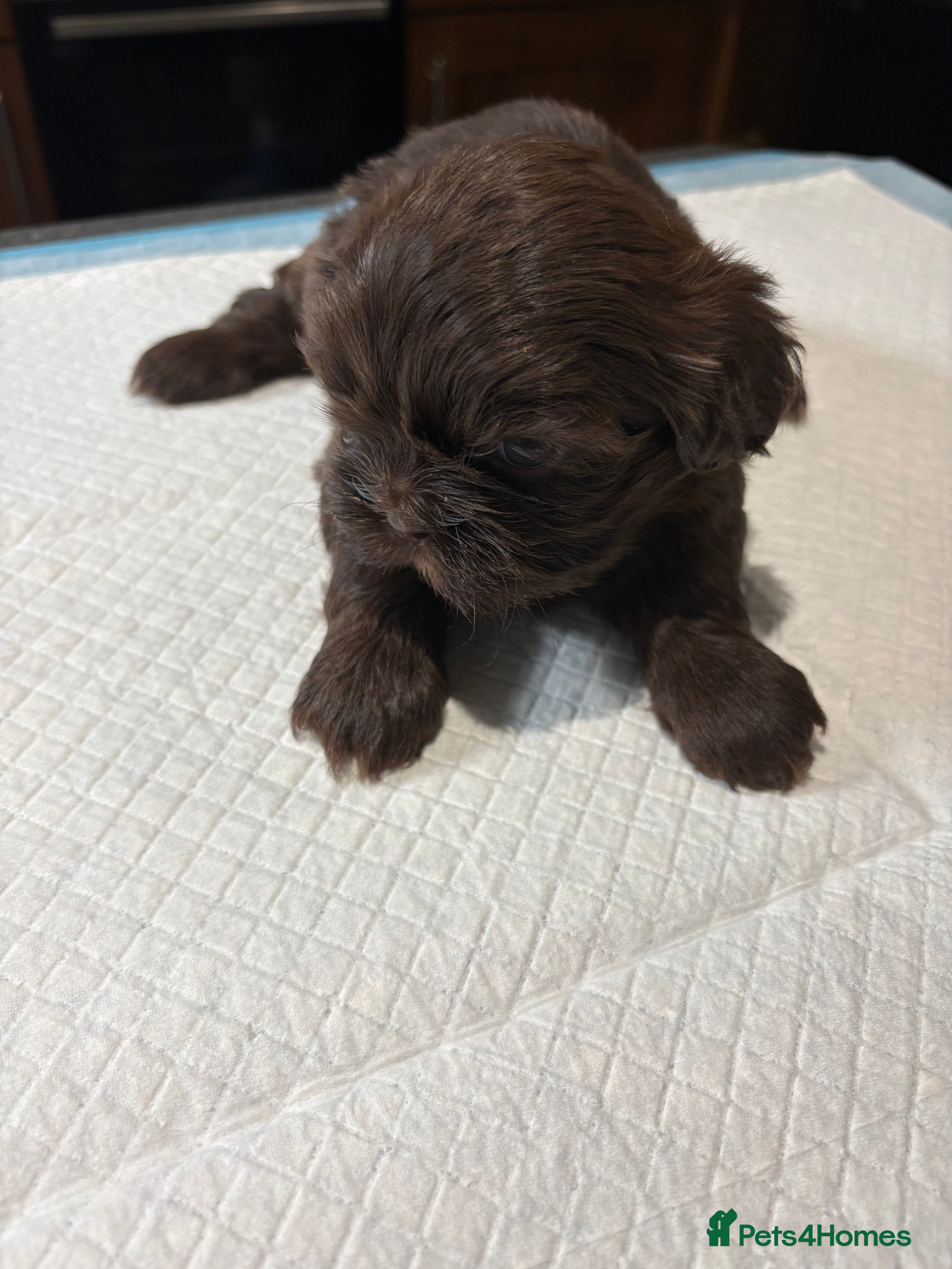 Shih Tzu dogs Karashishi shih tzu - Advert 4