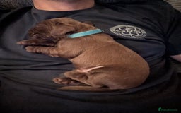 Cocker Spaniel dogs for sale: Cocker spaniel  - Image 6
