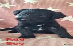 Australian Labradoodle dogs for sale: Miniture labradoodle puppies available  - Image 9