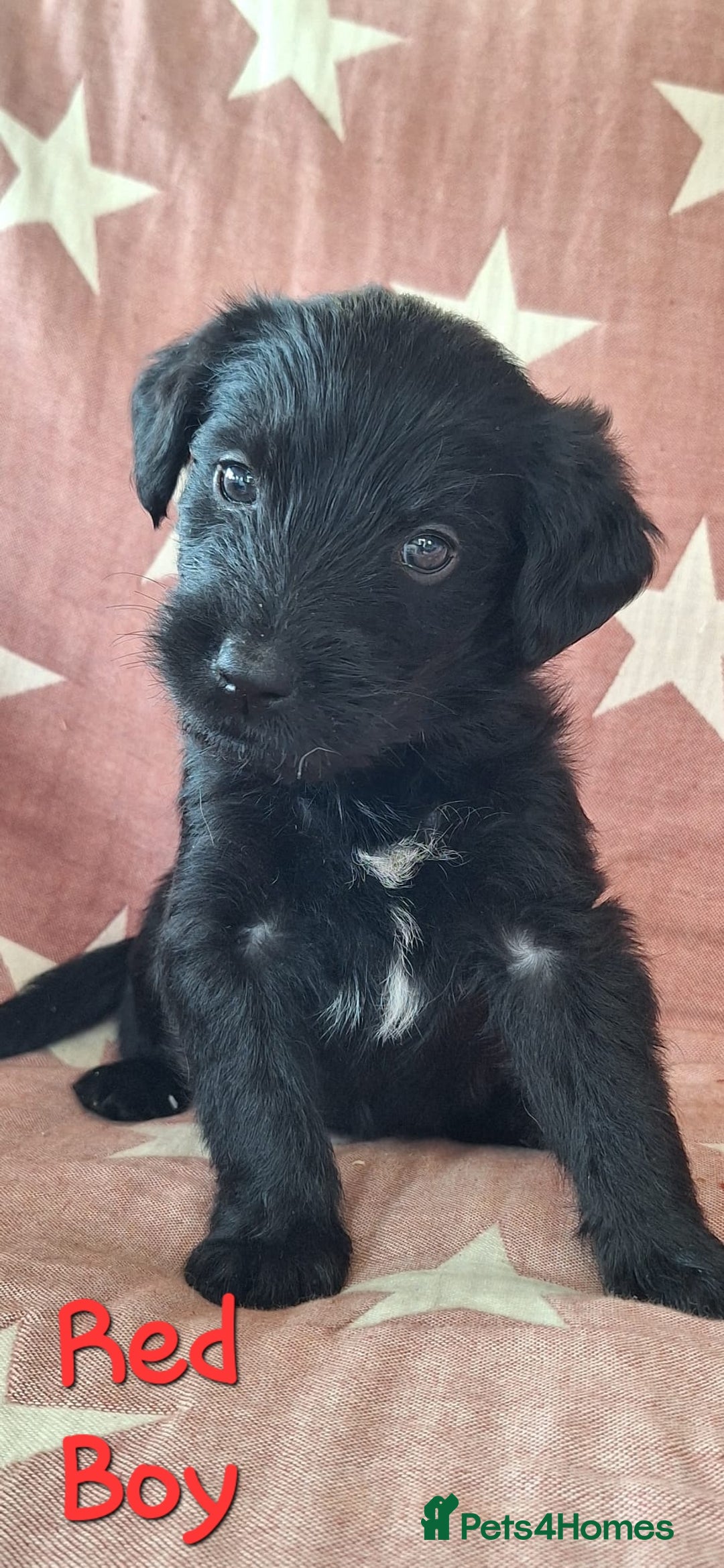 Australian Labradoodle dogs for sale: Miniture labradoodle puppies available  - Image 9