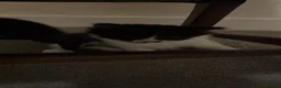 Ragdoll cats for sale: Ragdoll X Kittens  - Advert 5