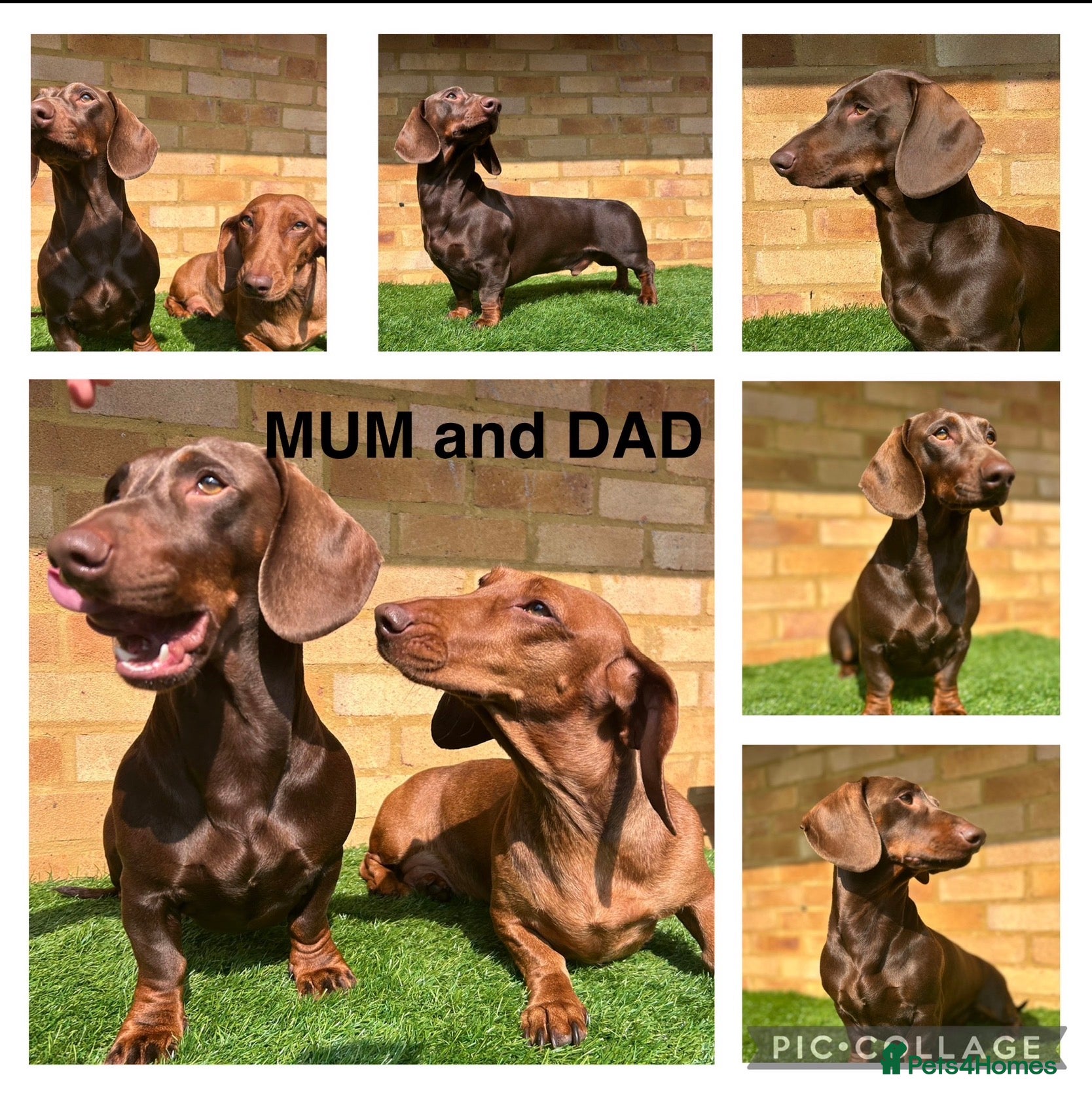 Dachshund dogs for sale: Only ONE Girl left Standard dachshund - Advert 15