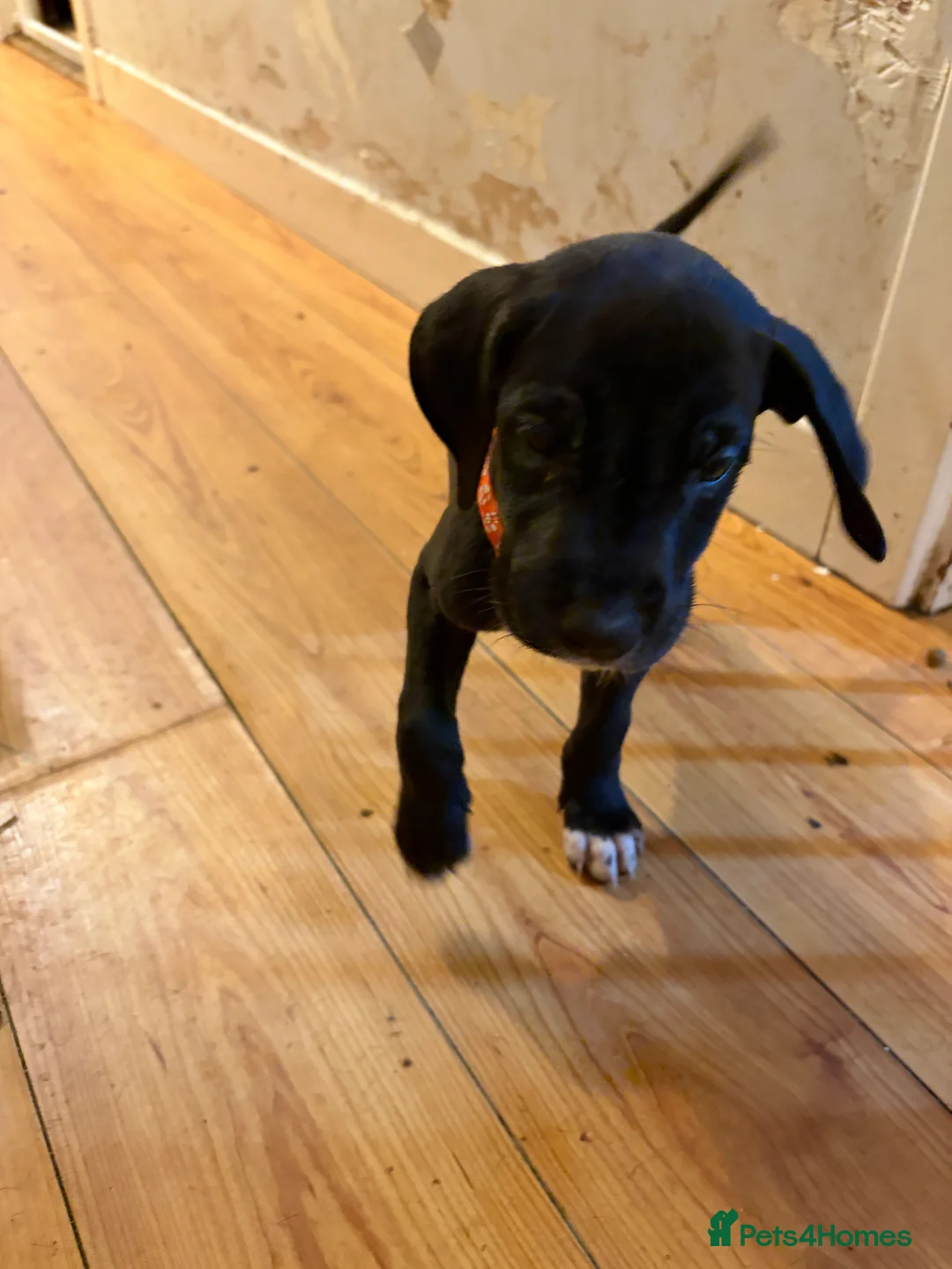 Great Dane dogs for sale: 9 Pure Bred Dane Pups  - Advert 10