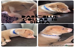 Mixed Breed dogs for sale: 5 beautiful pups left  - Image 5