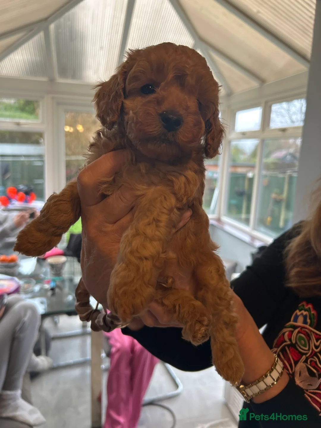 Toy Poodle dogs for sale: Beautiful toy poodle  - Advert 9