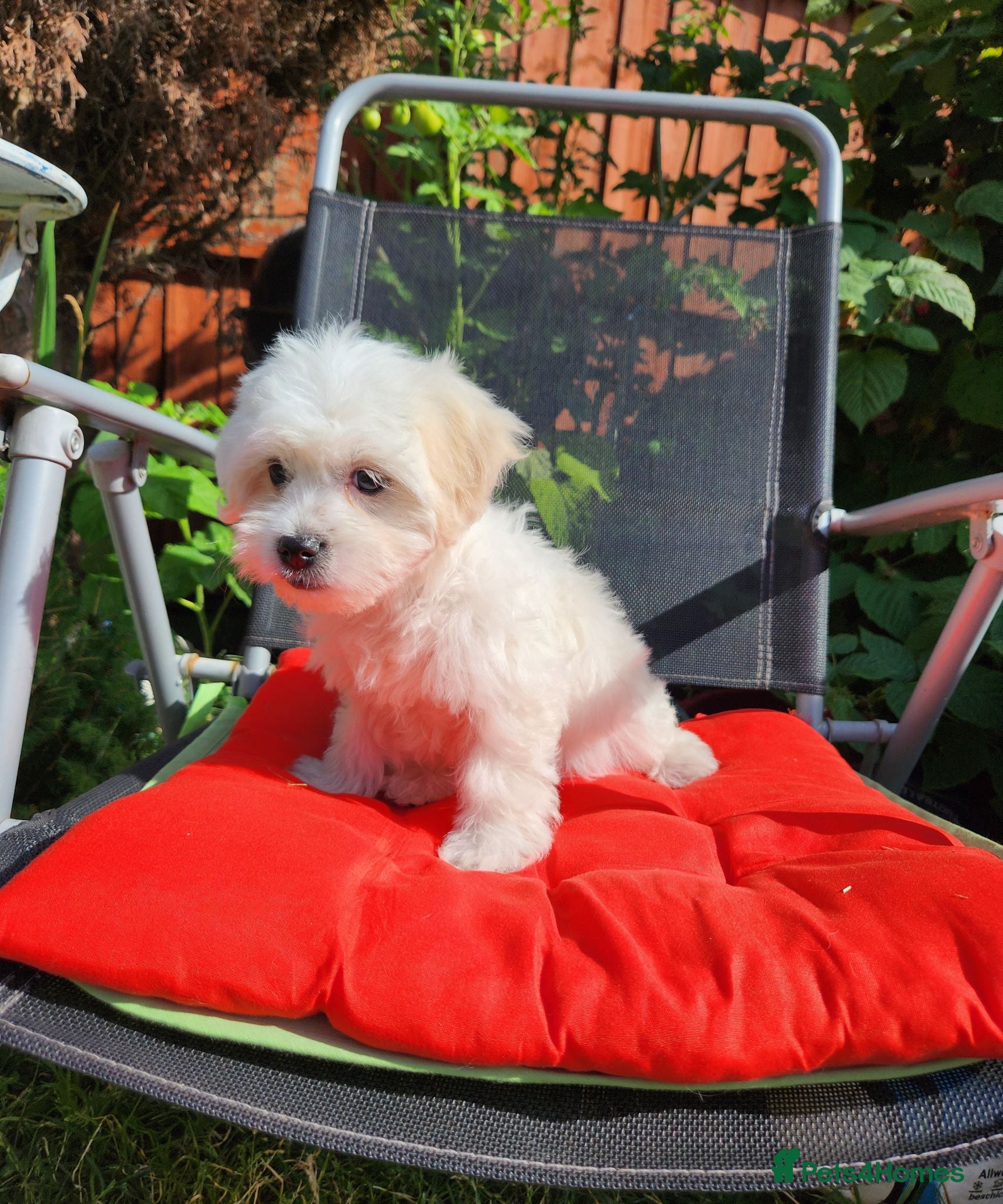 Bichon Frise dogs Bichon maltese for sale - Advert 1