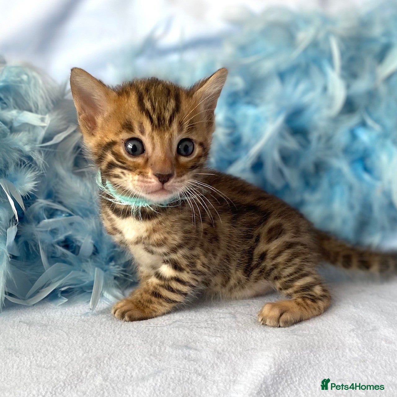 Bengal cats Bengal Kittens For Sale - Pedigree GCCF Registered - Advert 4