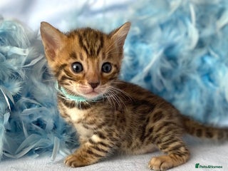 Bengal cats Bengal Kittens For Sale - Pedigree GCCF Registered - Advert 4