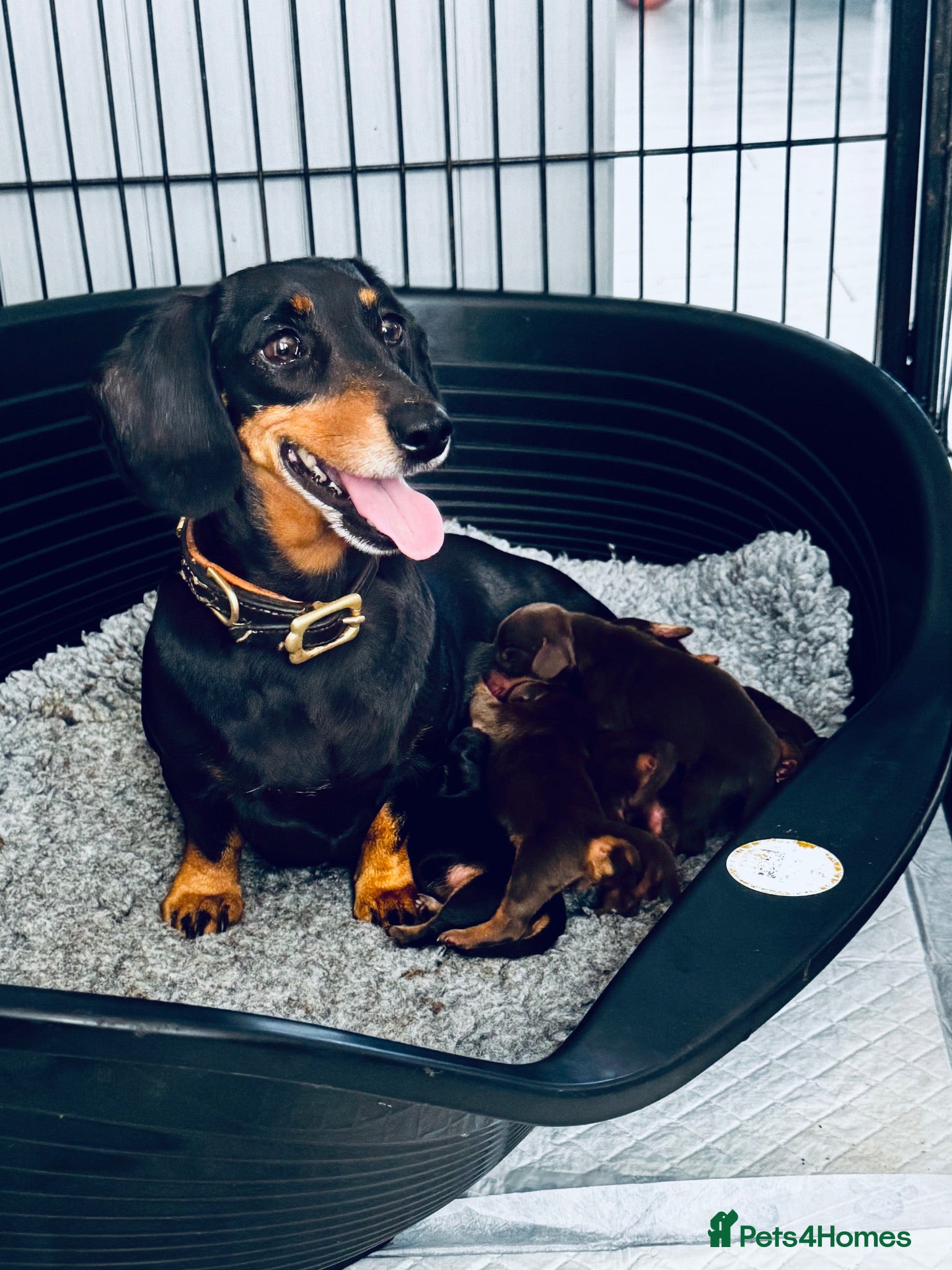 Miniature Dachshund dogs Kc registered miniature dachshund puppies  - Advert 2