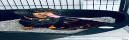 Miniature Dachshund dogs for sale: Kc registered miniature dachshund puppies  - Advert 2