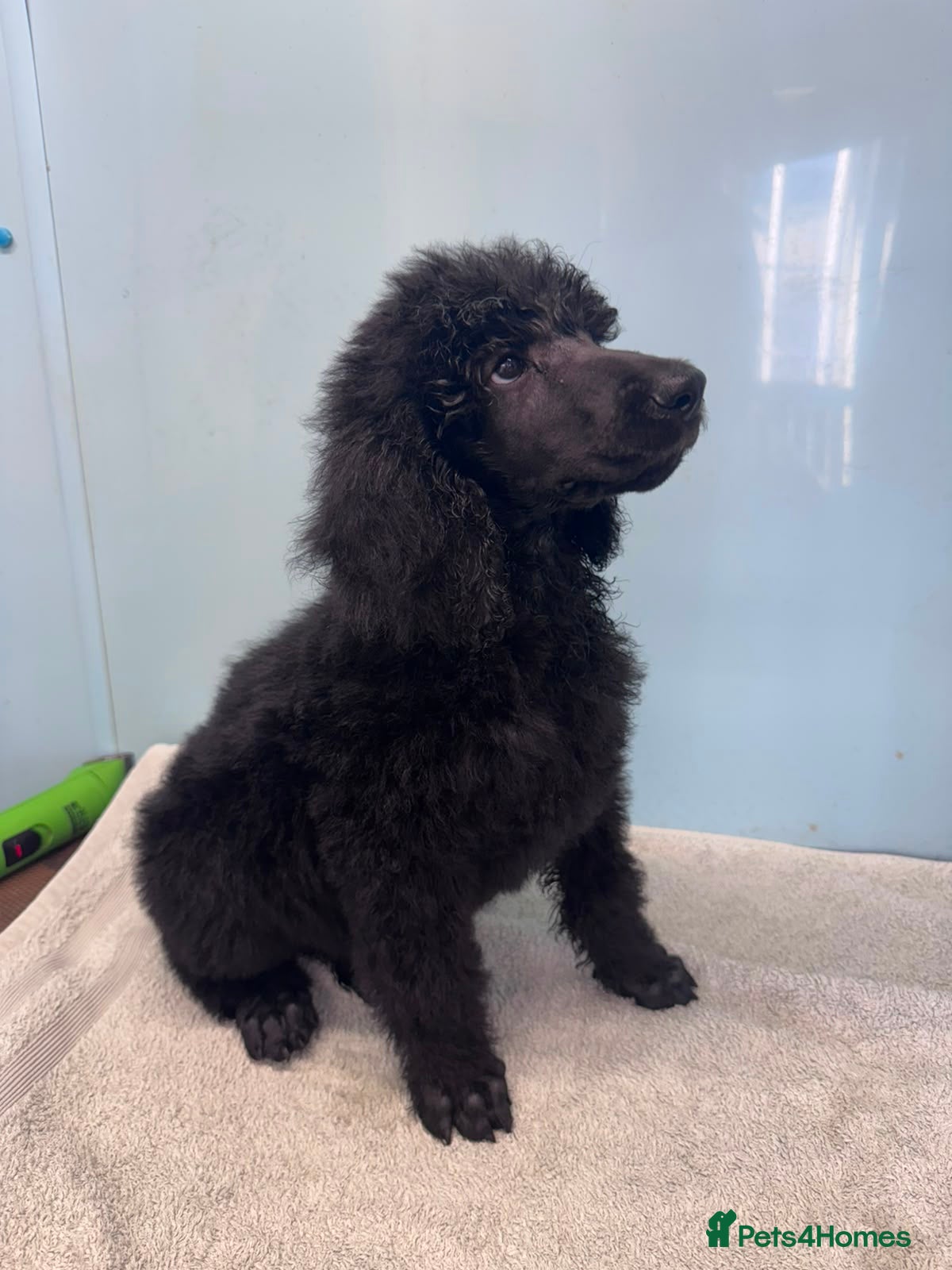 Standard Poodle dogs KC STANDARD POODLES READY Now - Advert 1