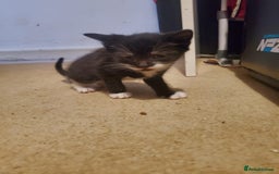 British Shorthair cats for sale: 5 kittens for sale  - Image 8