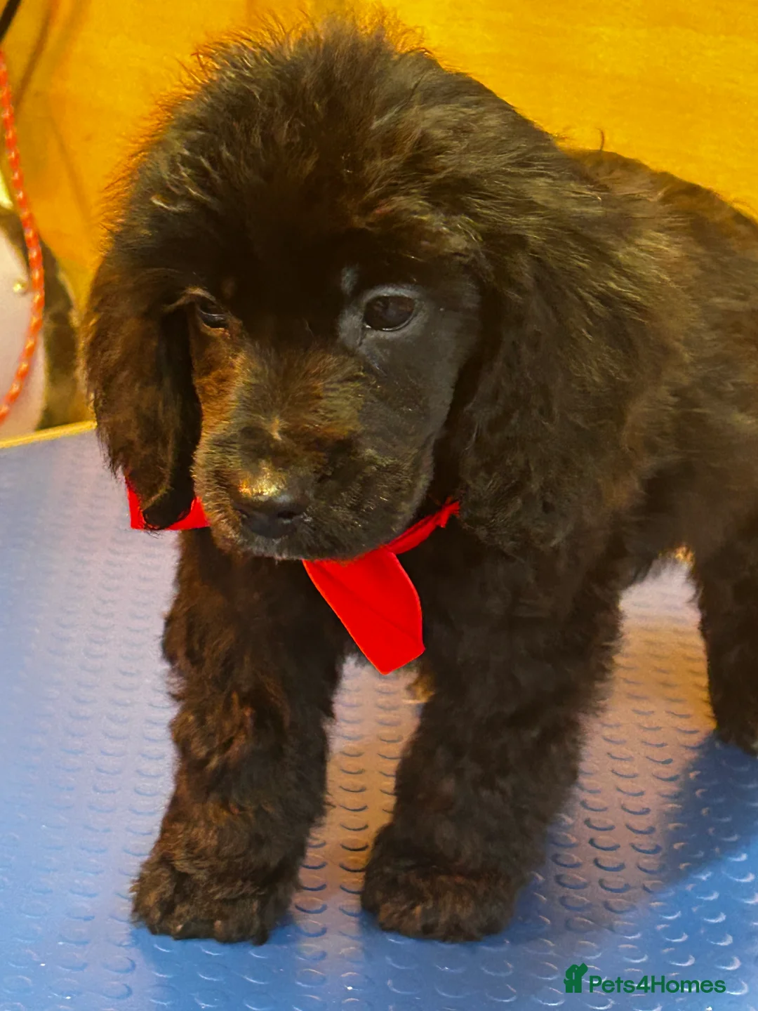 Cockapoo dogs for sale:  Northampton Cockapoos. Adorable F1 puppies - Advert 17
