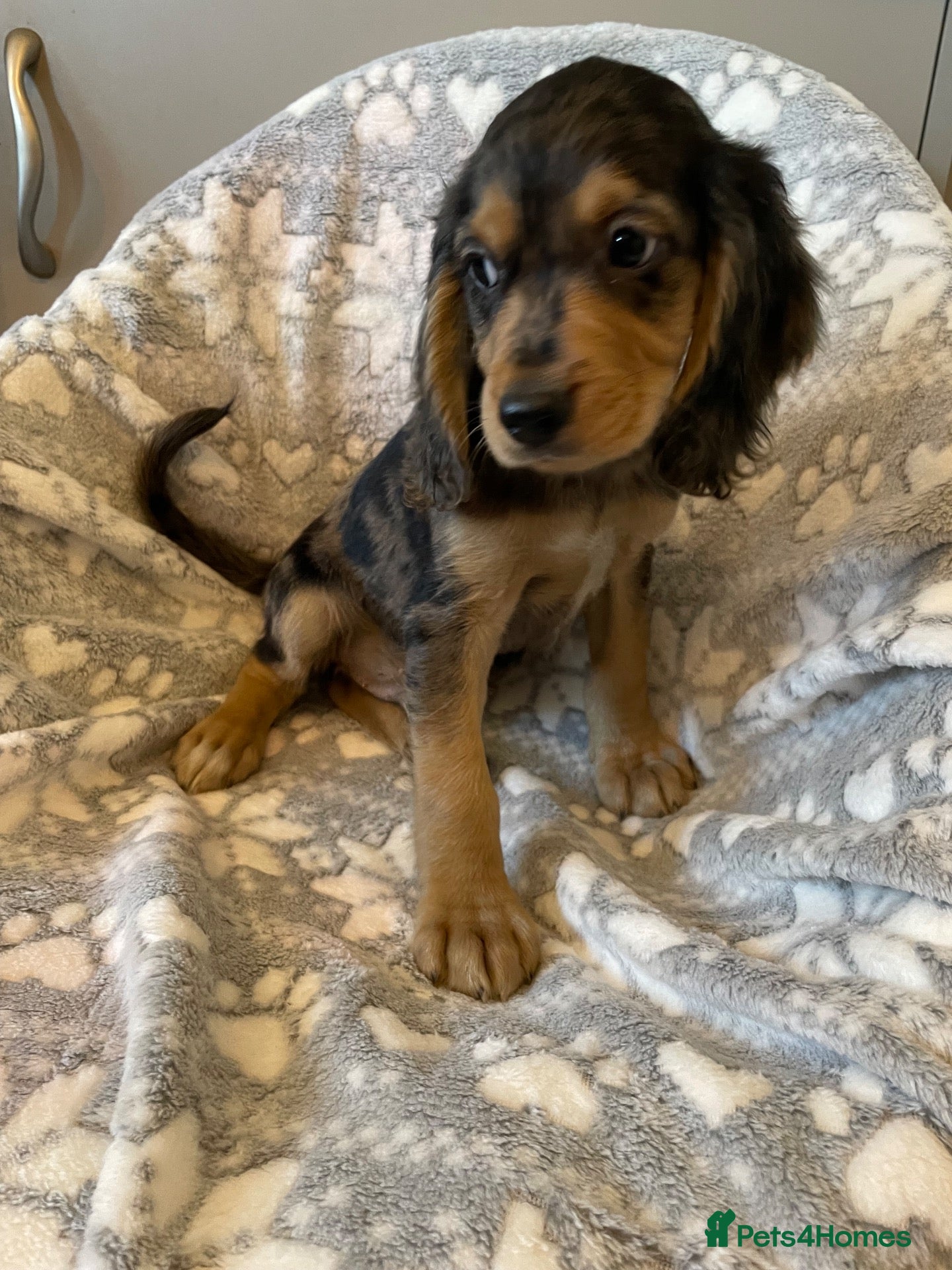 Cocker Spaniel dogs Cocker spaniel puppy’s - Advert 13