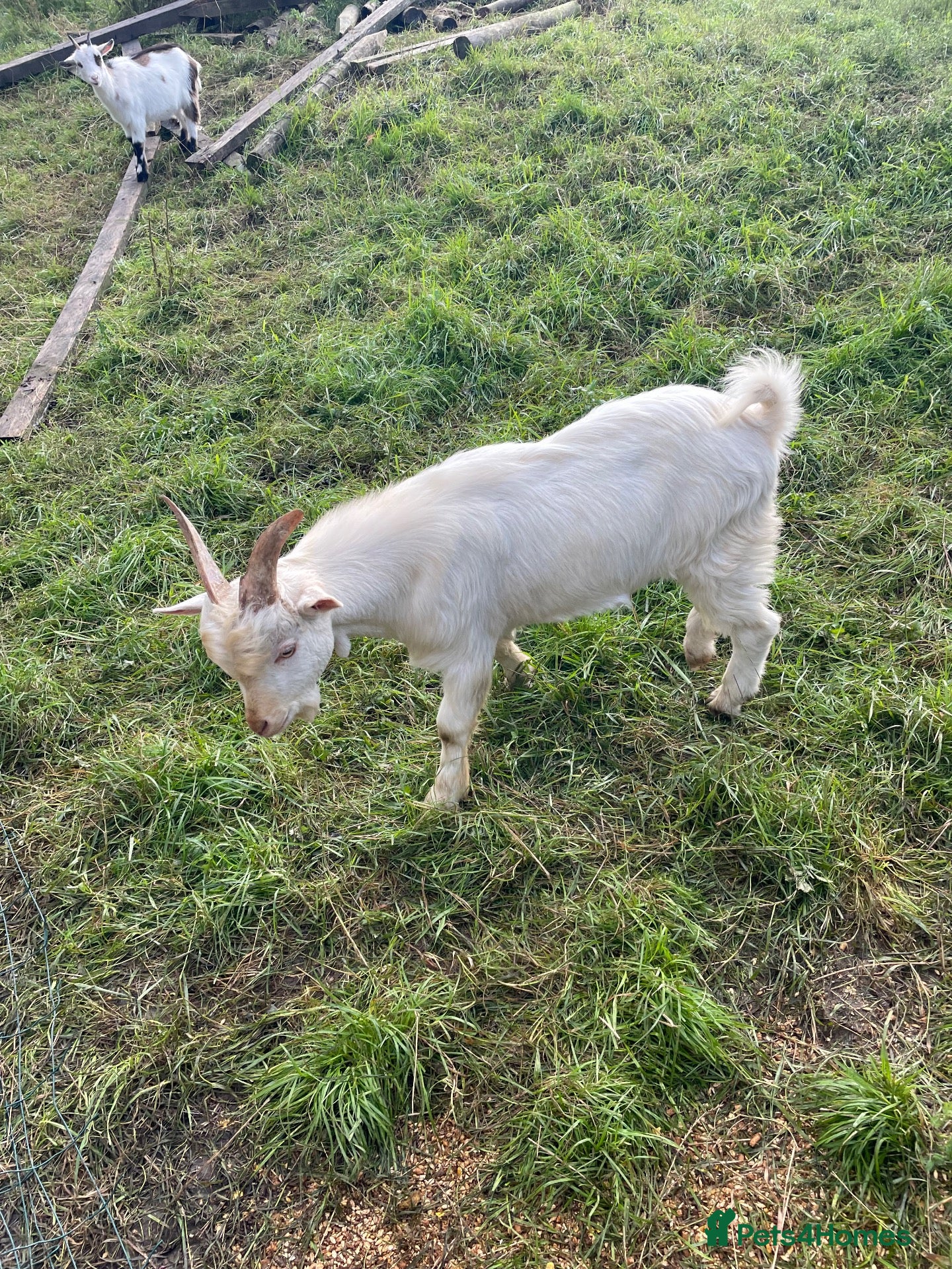 Goats livestock Male goats - Advert 2