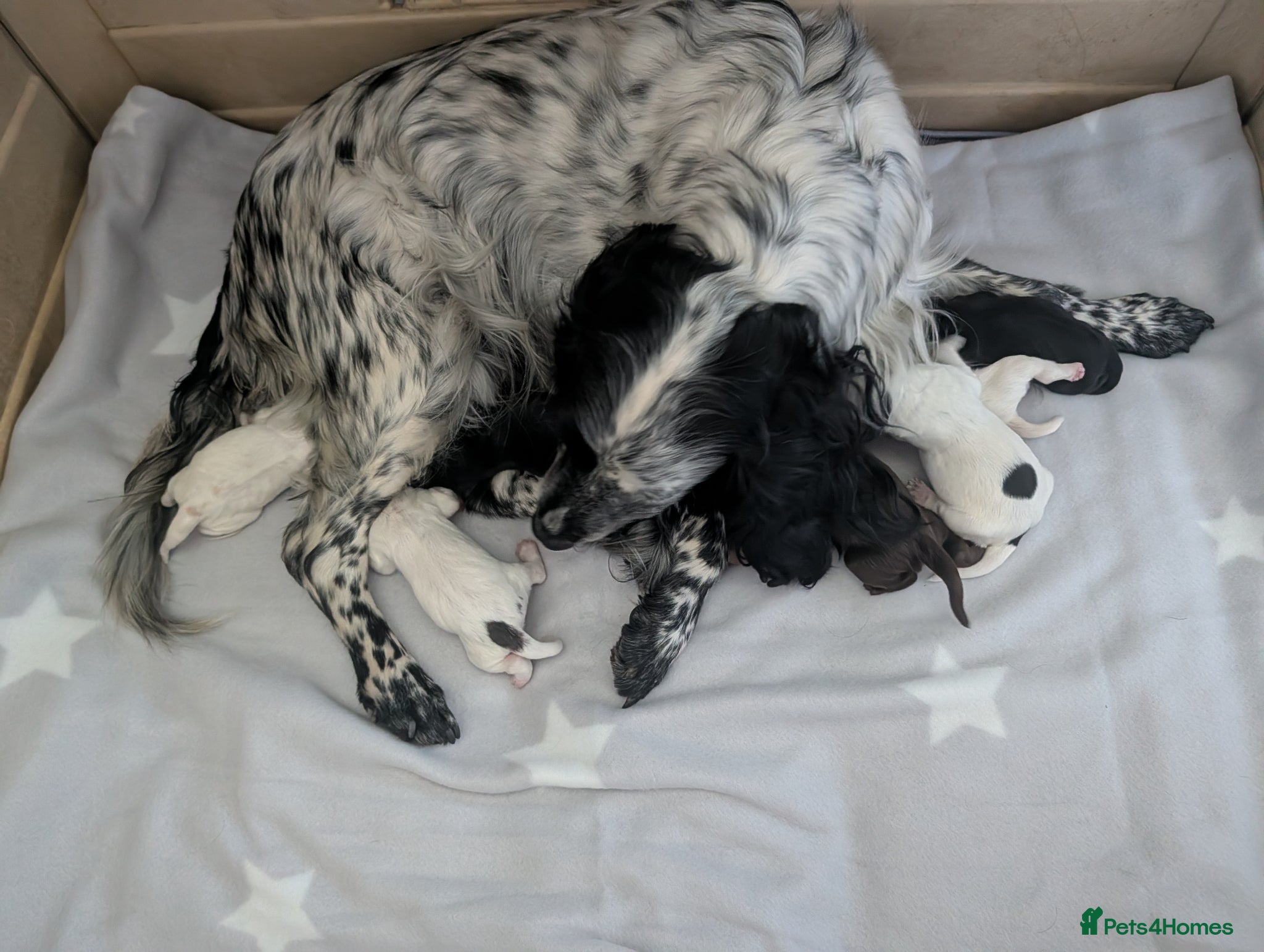 Cocker Spaniel dogs for sale: Beautiful cocker spaniel puppies  - Advert 1