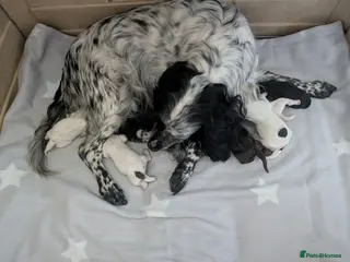 Cocker Spaniel dogs Beautiful cocker spaniel puppies - Advert 2