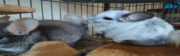 Chinchilla rodents for sale: Male chinchillas for sale  - Advert 8