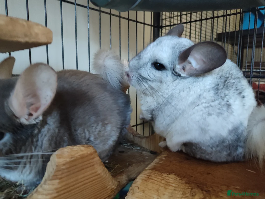 Chinchilla rodents for sale: Male chinchillas for sale  - Advert 8