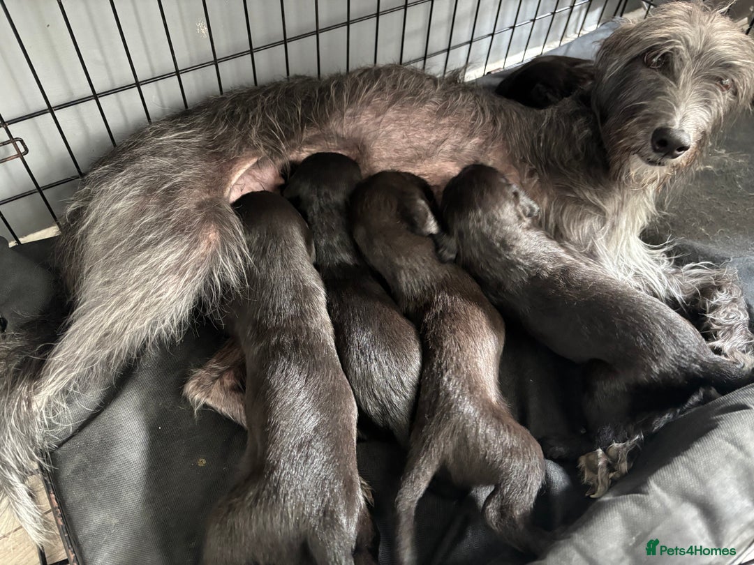 Mixed Breed dogs for sale: 3/4Bedlington 1/4Whippet - Image 2