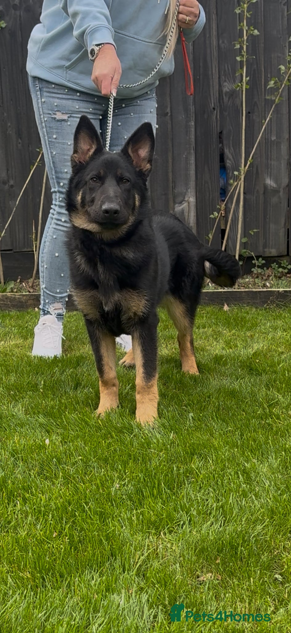 Belgian Shepherd Dog dogs Belgium Shepherd - Advert 2