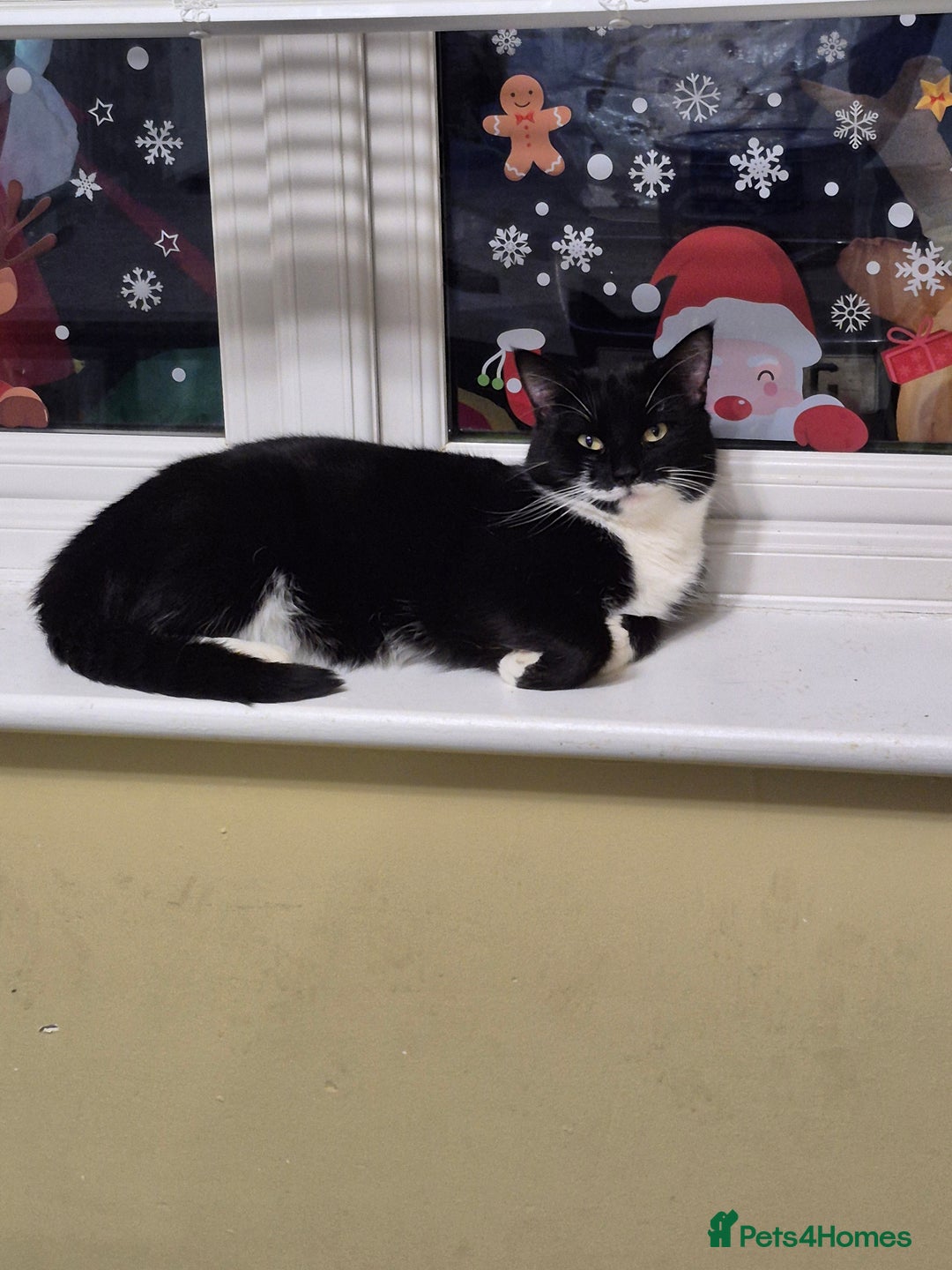 Mixed Breed cats for sale: Cats for rehoming - Advert 1