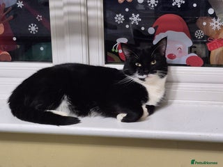 Mixed Breed cats Cats for rehoming - Advert 1