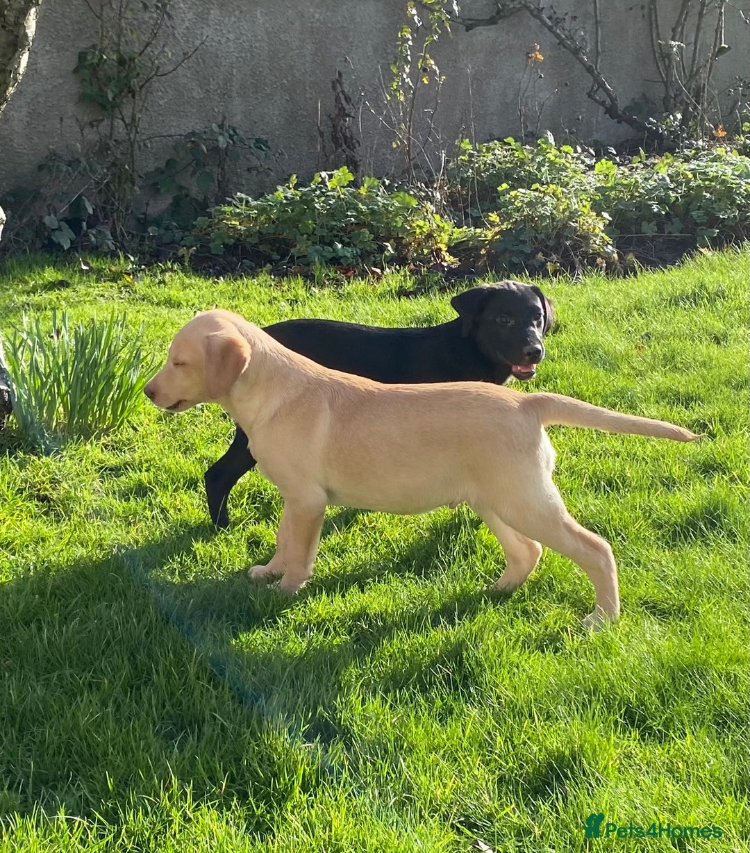 Labrador Retriever dogs for sale: Beautiful KC Reg Labrador puppies - Advert 6