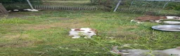 Border Collie dogs for sale: Border collie pups for sale in Bishop Auckland - Advert 3