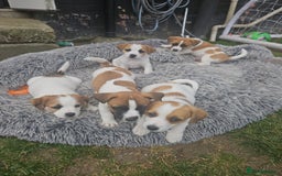 Jack Russell dogs for sale: Pure jack russell puppies  - Image 8