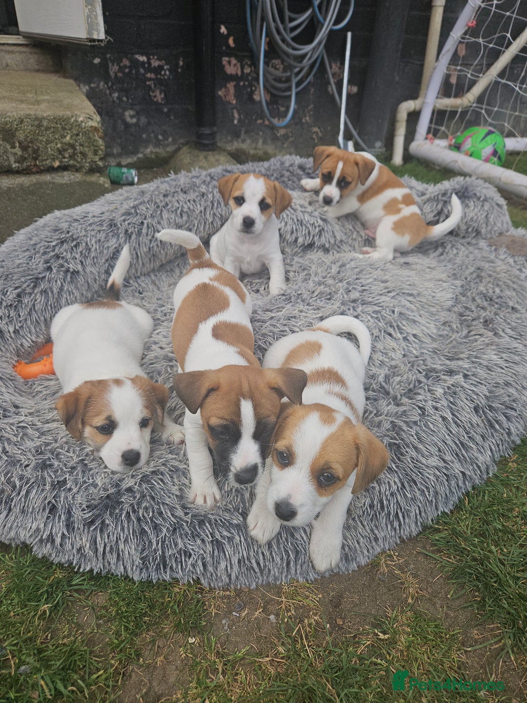 Jack Russell dogs for sale: Pure jack russell puppies  - Image 8