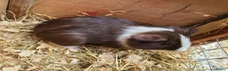 Guinea Pig rodents for sale: Guinea Pigs in South Brent - Advert 3