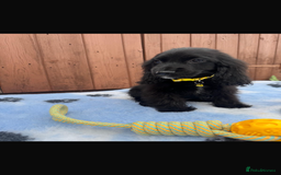 Cocker Spaniel dogs for sale: Show type cocker spaniel puppy’s  - Image 7