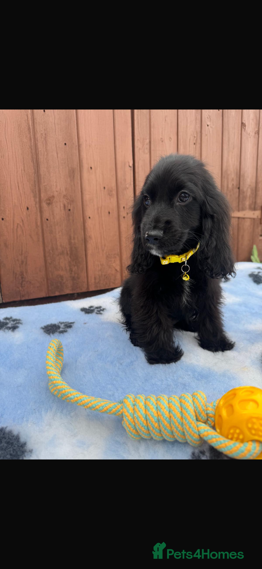 Cocker Spaniel dogs for sale: Show type cocker spaniel puppy’s  - Image 7