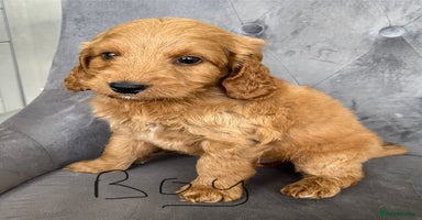 Cockapoo dogs - Advert 6