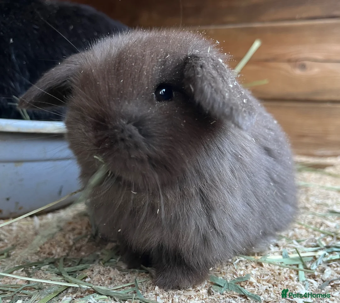 Mini Lop rabbits for sale: Mini lop kits for re-homing 16th April - Advert 5