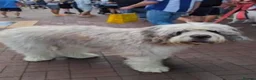 Old English Sheepdog dogs for sale: Old English x St Bernard SCOTLAND - Advert 37