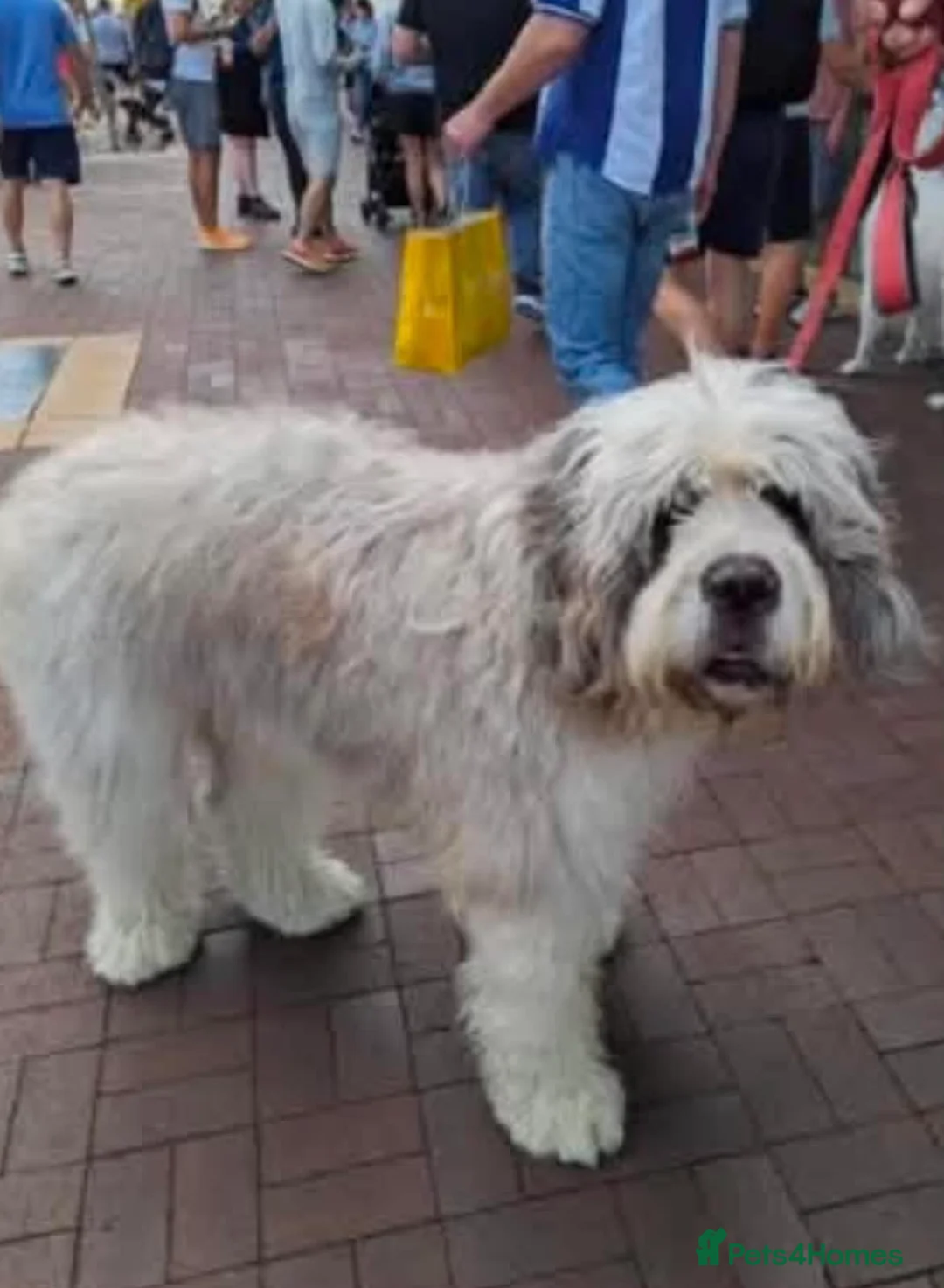 Old English Sheepdog dogs for sale: Old English x St Bernard SCOTLAND - Advert 37