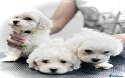 Maltipoo dogs for sale: Maltipoo  - Image 2