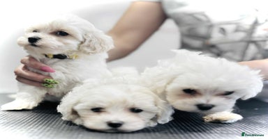 Maltipoo dogs - Advert 8