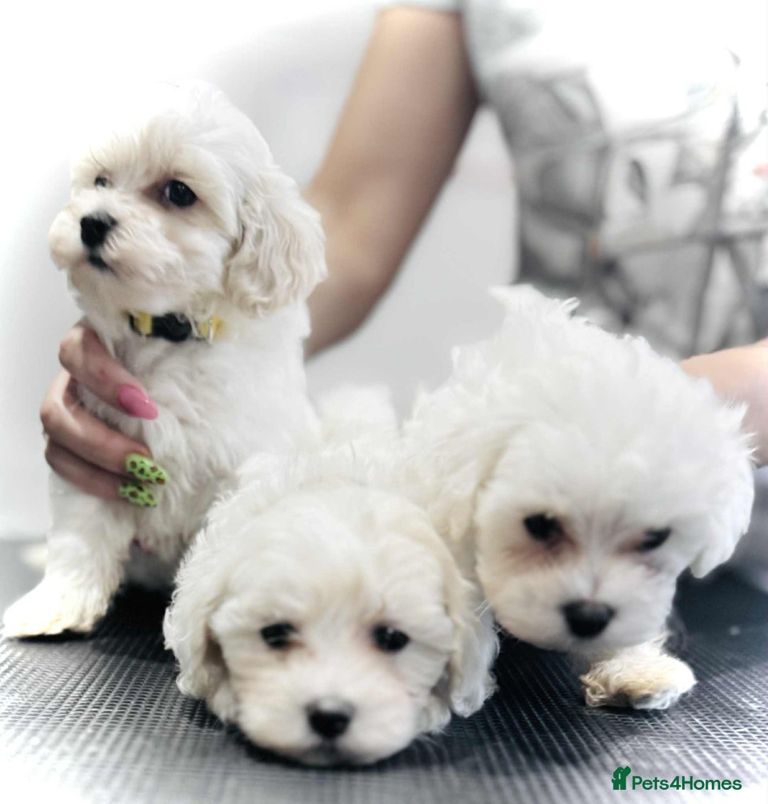 Maltipoo dogs for sale: Maltipoo  - Image 2