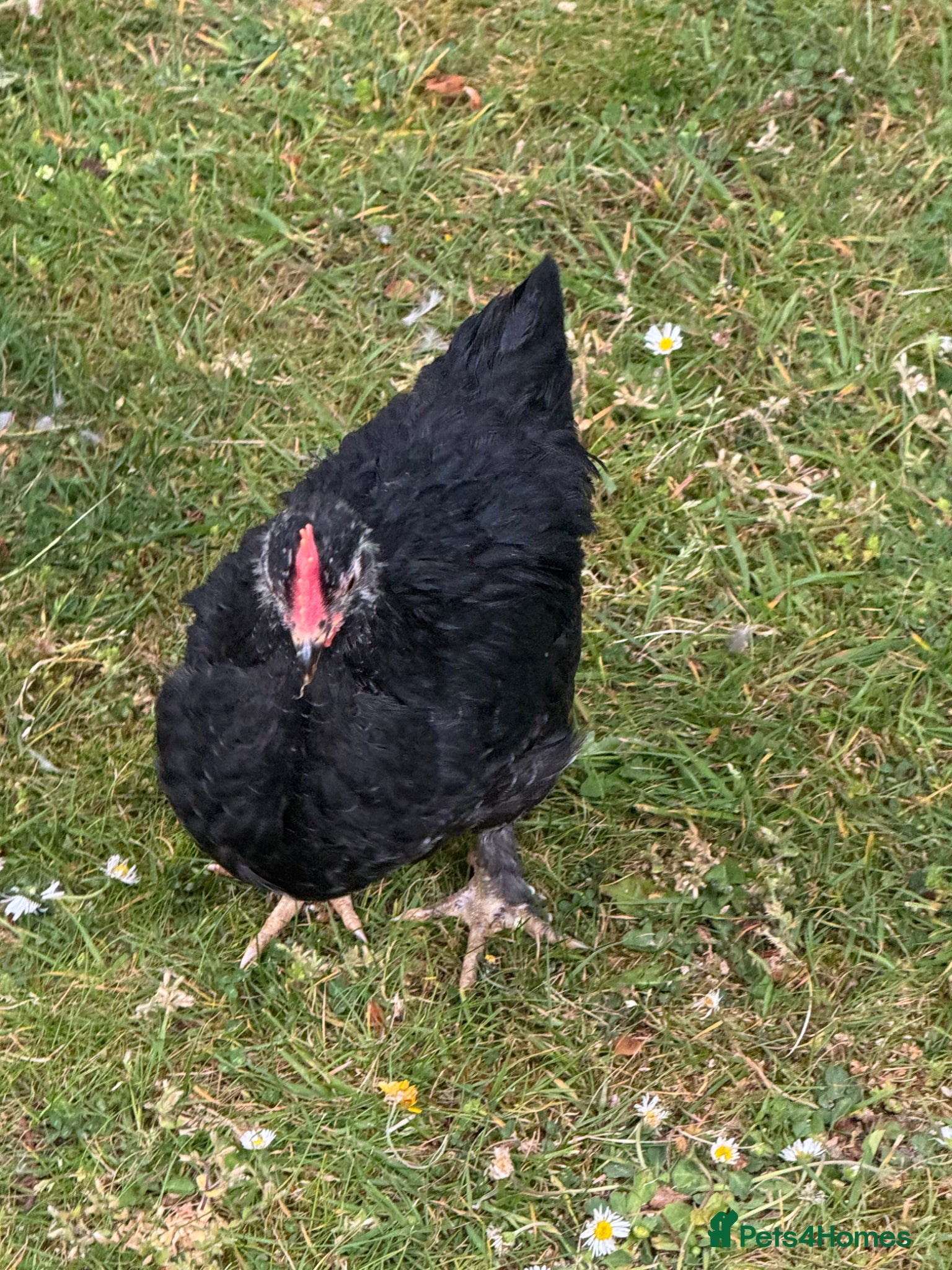 Chickens poultry Pekin polish barnyard mix cockerel - Advert 20