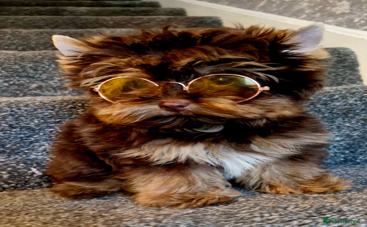 Yorkshire Terrier dogs - Advert 1