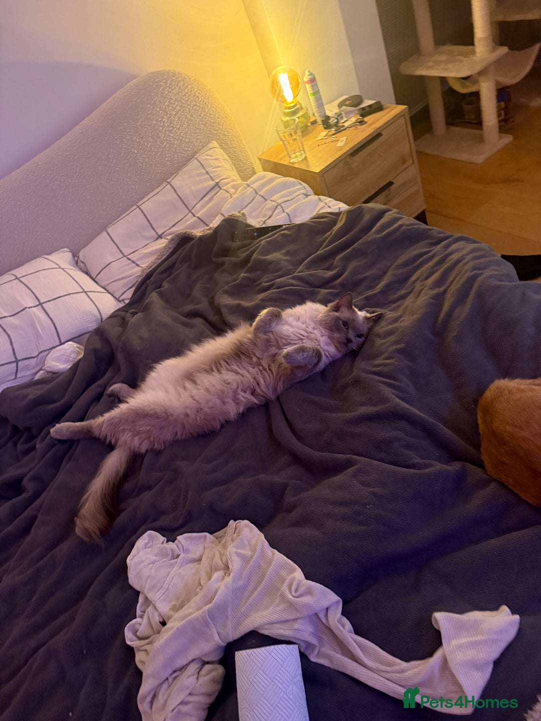 Ragdoll cats for sale: Gorby - ragdoll male - Advert 8