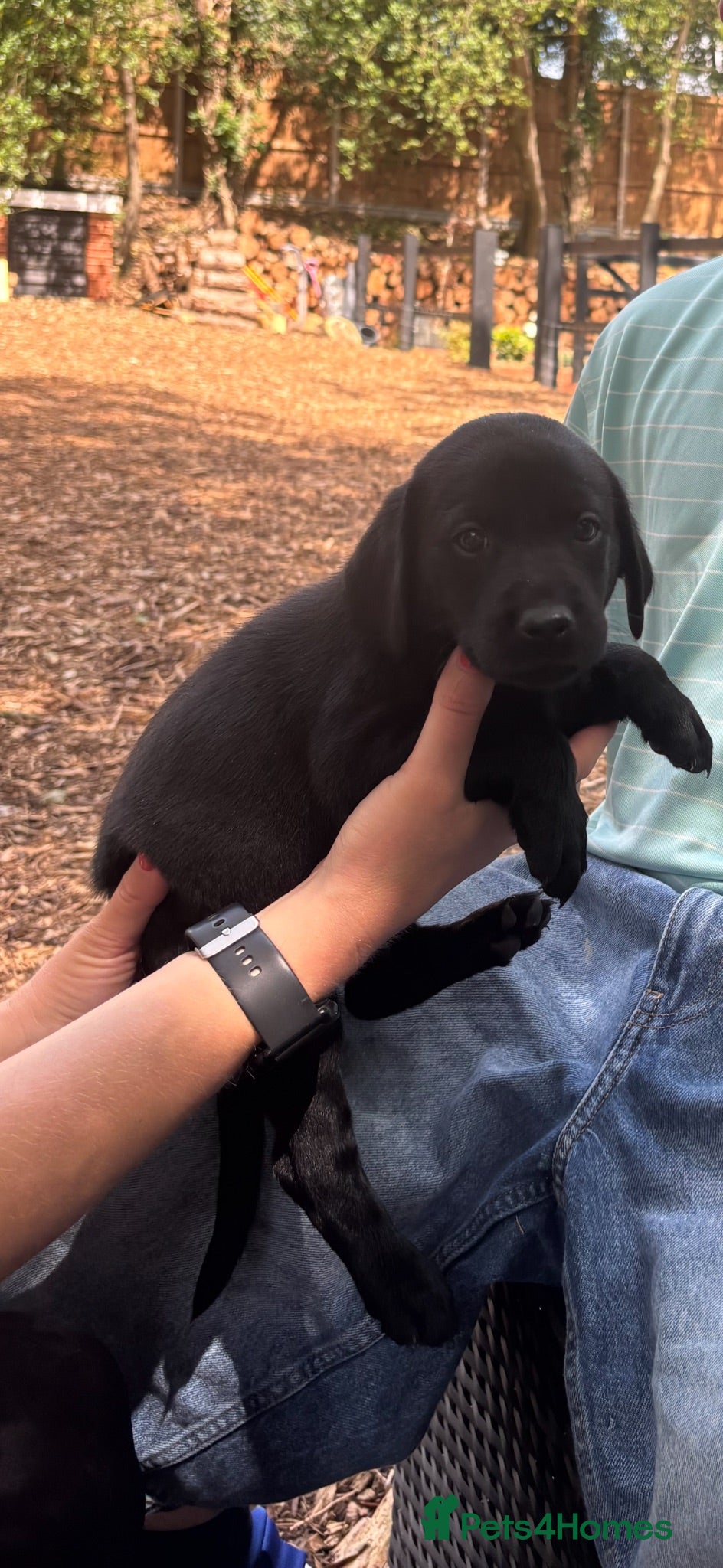 Labrador Retriever dogs 🐾  Champion Bloodline Health Tested Labradors🐾 - Advert 2