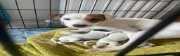 Mixed Breed dogs for sale: 2 jack spaniel pups  in Perth - Advert 14
