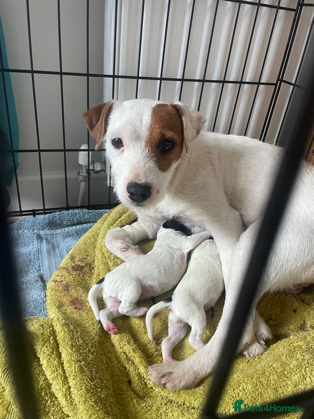 Mixed Breed dogs for sale: 2 jack spaniel pups  in Perth - Advert 14