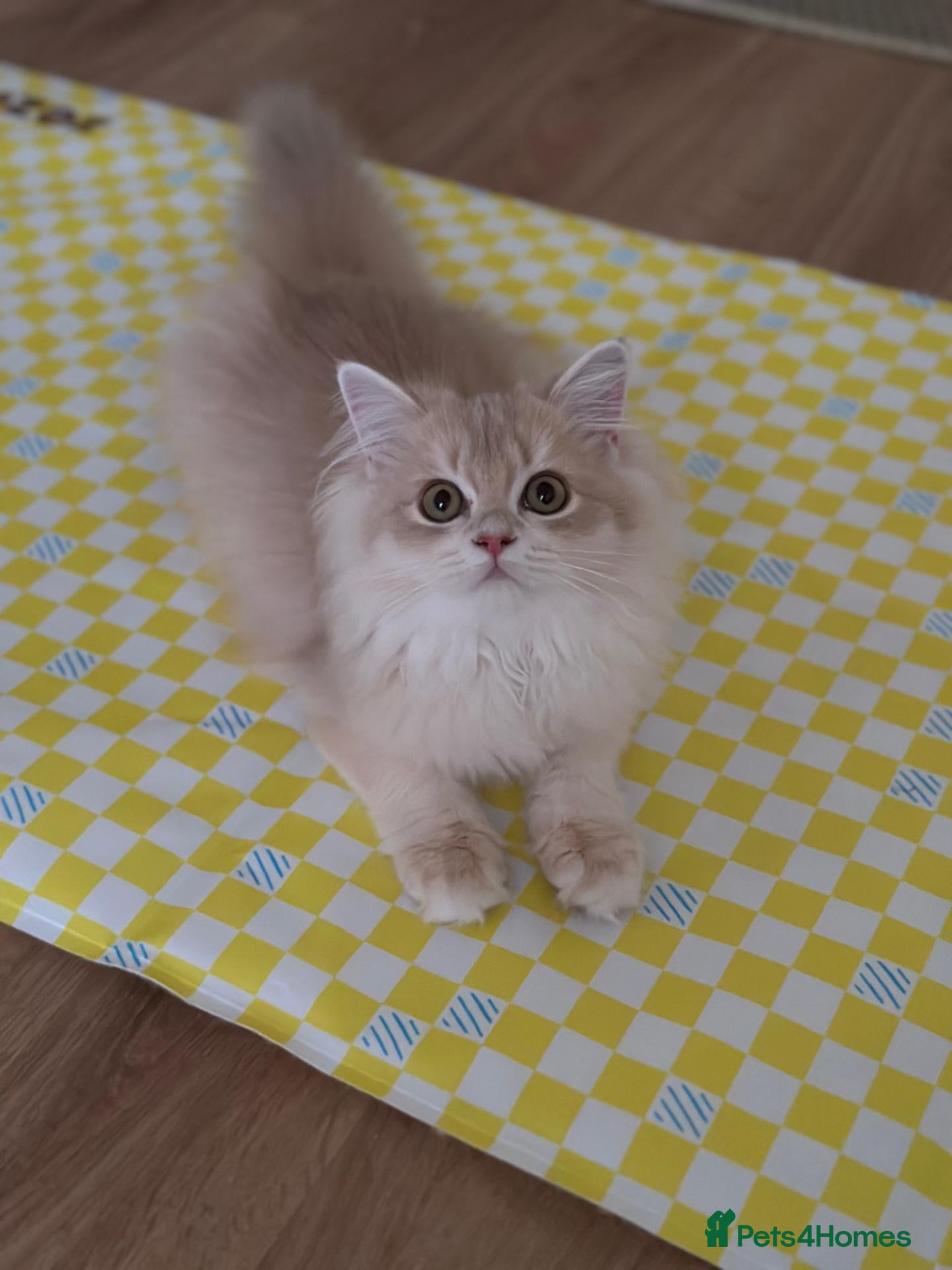 British Longhair cats Loving Lilac Golden British Longhair Girls - Advert 3